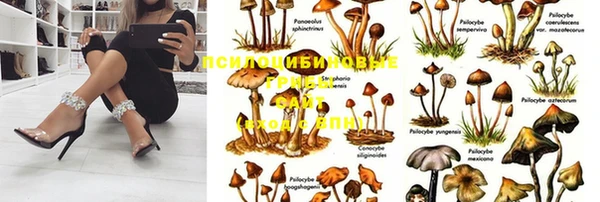 шишки Алзамай